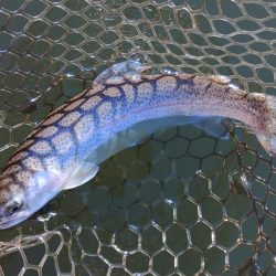 釣り初め ～大安トラウトレイク～